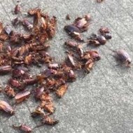 天氣變冷蟑螂都藏到哪去了呢？