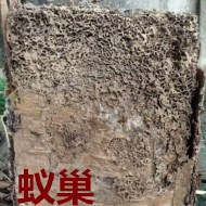 別墅墻體挖出超大白蟻巢！??！